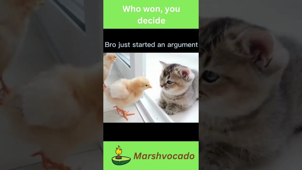 Cat vs chicks #shorts #cutecat #catsoftiktok #tinykitten #ducks #cattok #catlovers #funnycatvideos