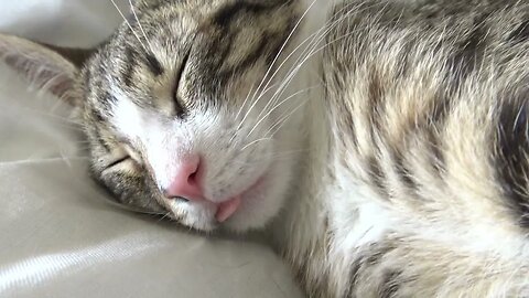 Adorable Little Cat Sleeps with His Tongue Outside