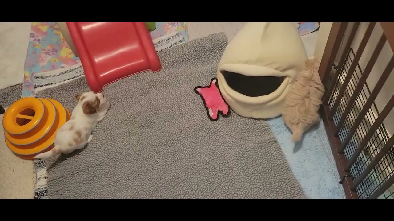 W Litter - 4.5 weeks old(1)