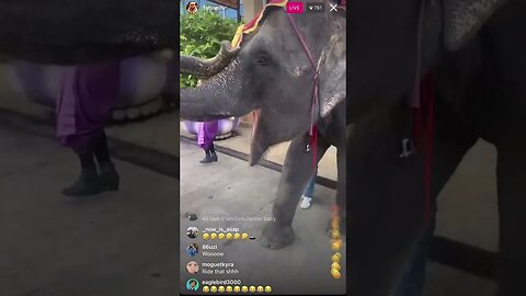 Fat Joe Instagram Live From Watching Elephants Dance (12/04/23)