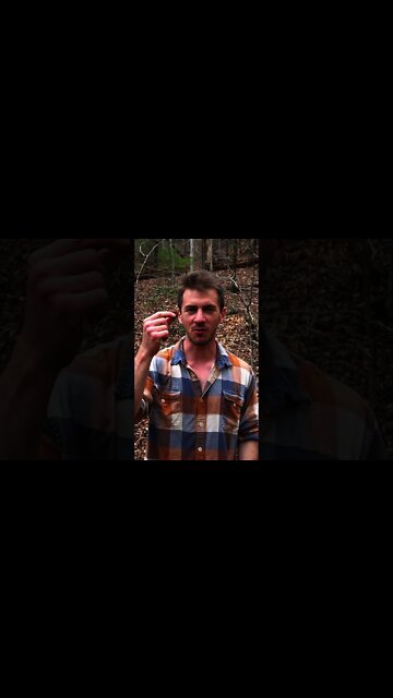 Wood Ear Mushroom foraging. Cooking ramen soup with wild mushrooms. Bushcraft. #shorts