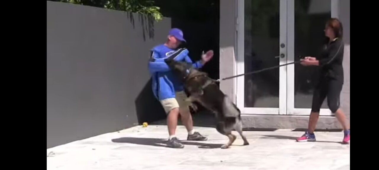 How to train dog to become aggressive.. Very Easy..