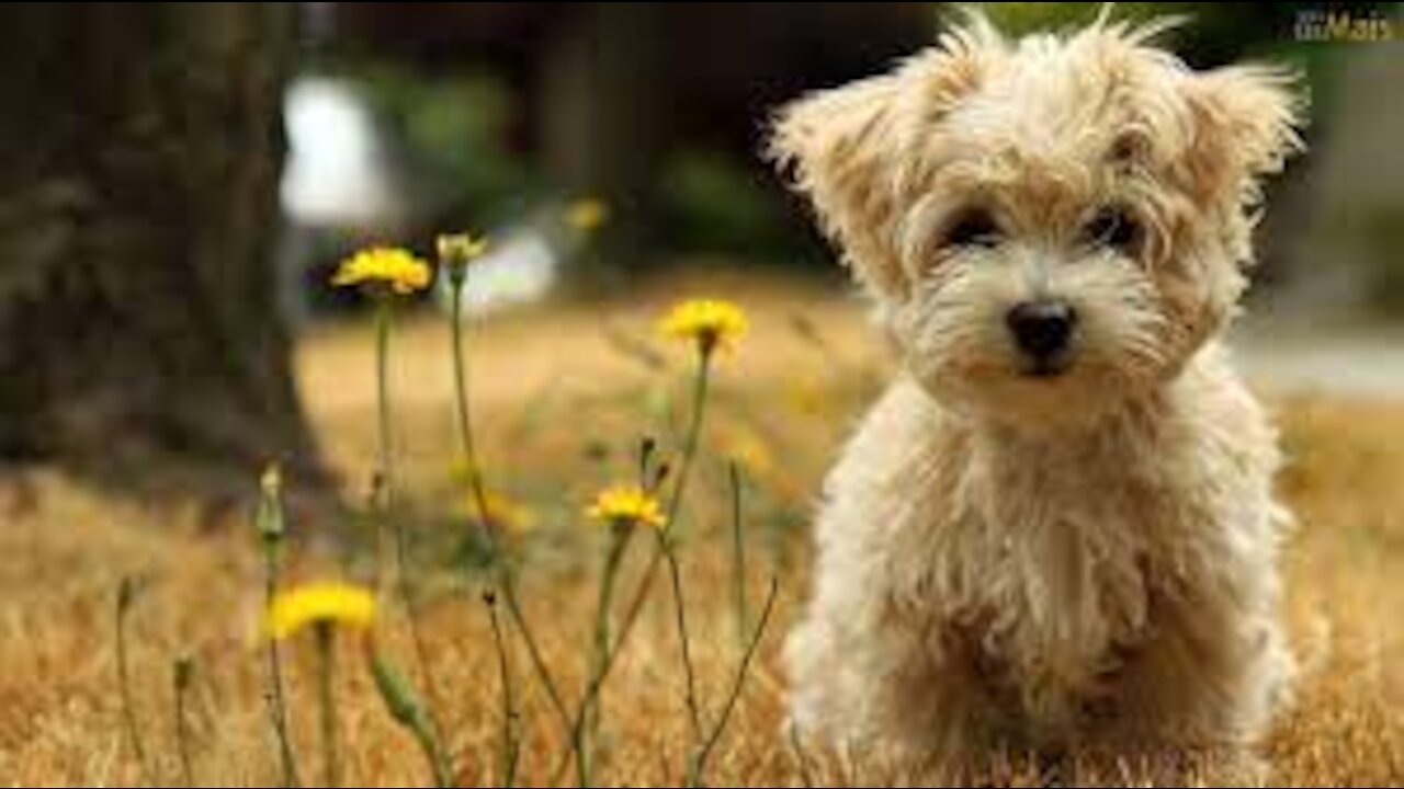 PUPPIES GOING SHOPPING