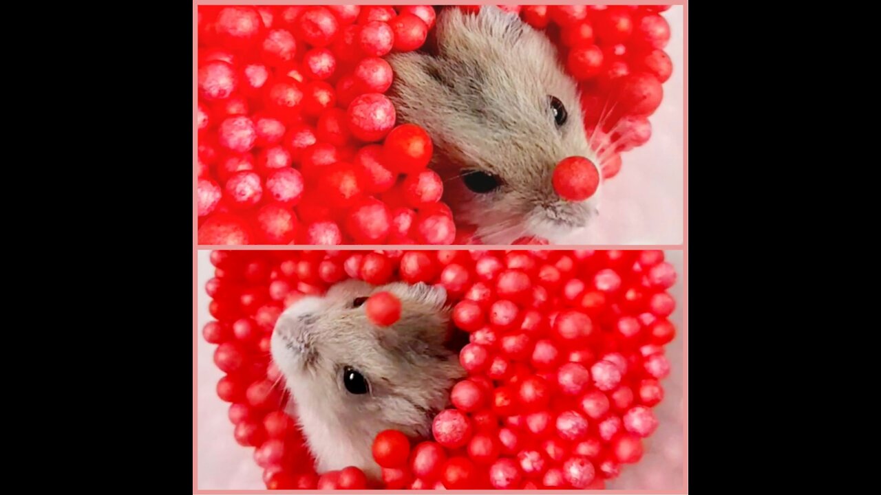 Trained hamster. This is incredible !!!!!!!