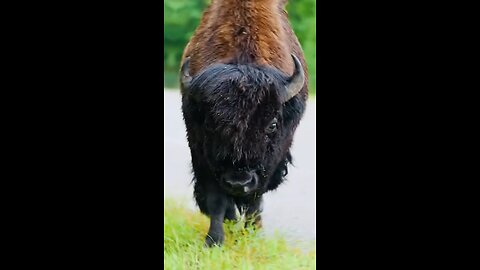 Big Bison!!