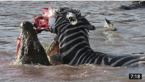 Zebra's face ripped off by crocodiles crossing Mara river on Safari in Kenya