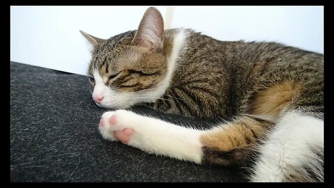 Cat Photography