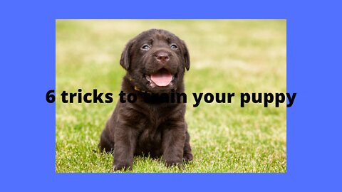 6 tricks to train your puppy in one day