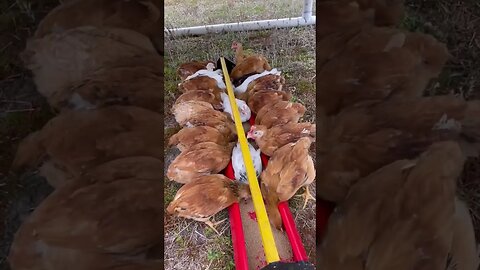 Chicken Battles #chicken #backyardchicken #chickentractor
