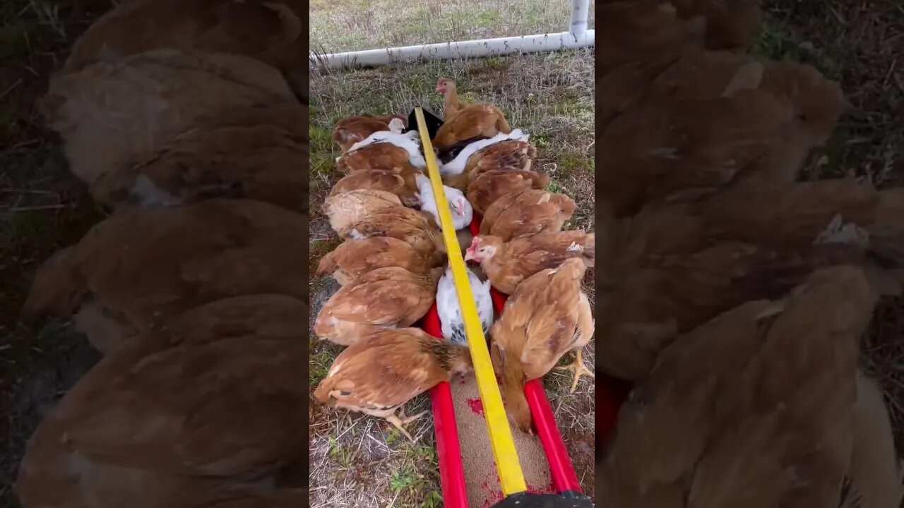 Chicken Battles #chicken #backyardchicken #chickentractor