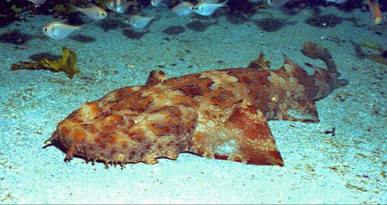 "Wobbegong Carpet Shark: The Master of Disguise in the Ocean"