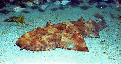 "Wobbegong Carpet Shark: The Master of Disguise in the Ocean"