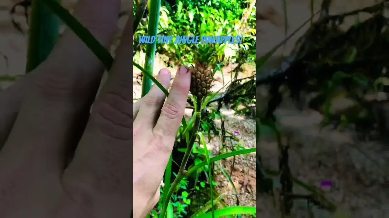 Tiny Wild Amazon Pineapples! #cute #plants #plantmedicine