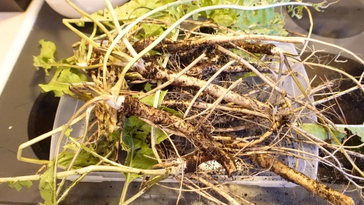 Harvesting horseradish in December