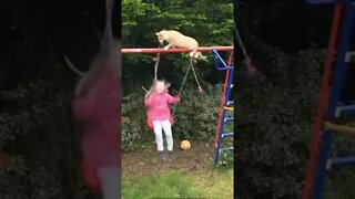 Cat pushes girl off swing #short #funnyshorts #funnymemes #funnycats #funnycat #cat #cats #tiktok