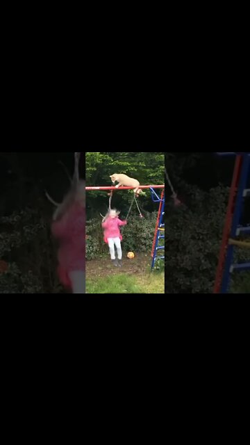 Cat pushes girl off swing #short #funnyshorts #funnymemes #funnycats #funnycat #cat #cats #tiktok