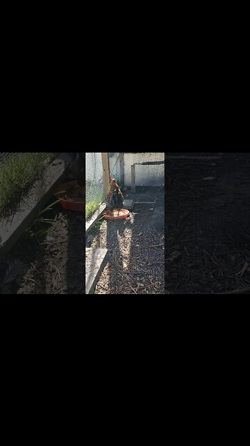 Smart Rooster Cooling Off #chickens #chickenshorts #chickenlife