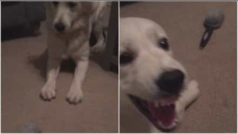 This dog's greatest enemy is a hairbrush!