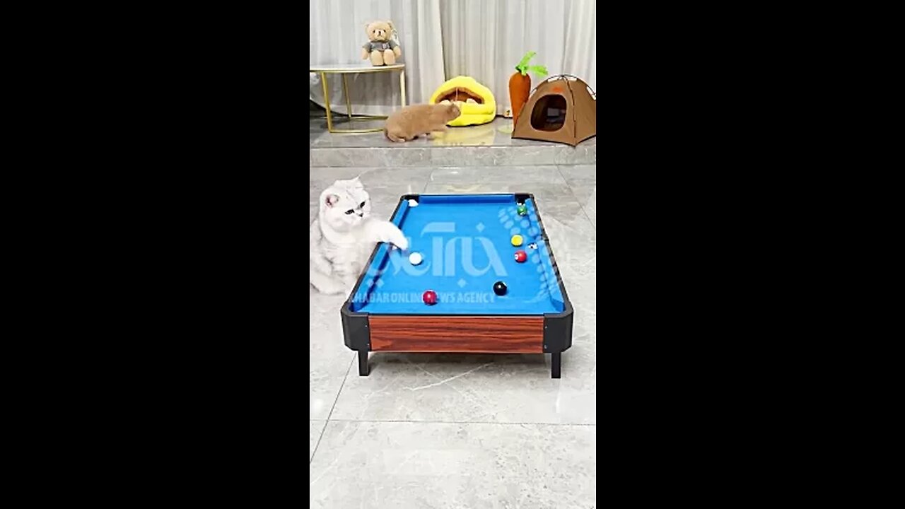 گربه های بیلیارد باز (Open Billiard Cats )