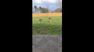 No one escapes the Ivan. Backyard playtime