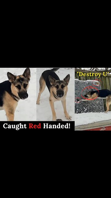 Gerberian Shepsky Caught Red Handed!