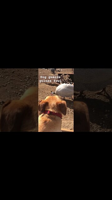 Dog guards free range guinea fowl