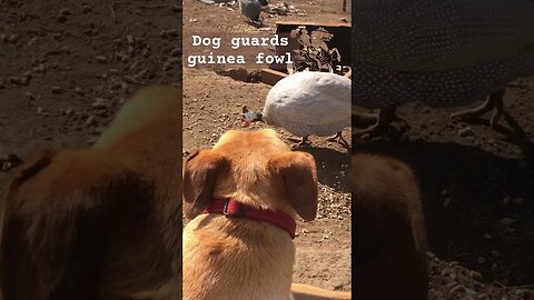 Dog guards free range guinea fowl