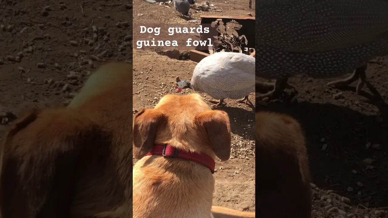 Dog guards free range guinea fowl