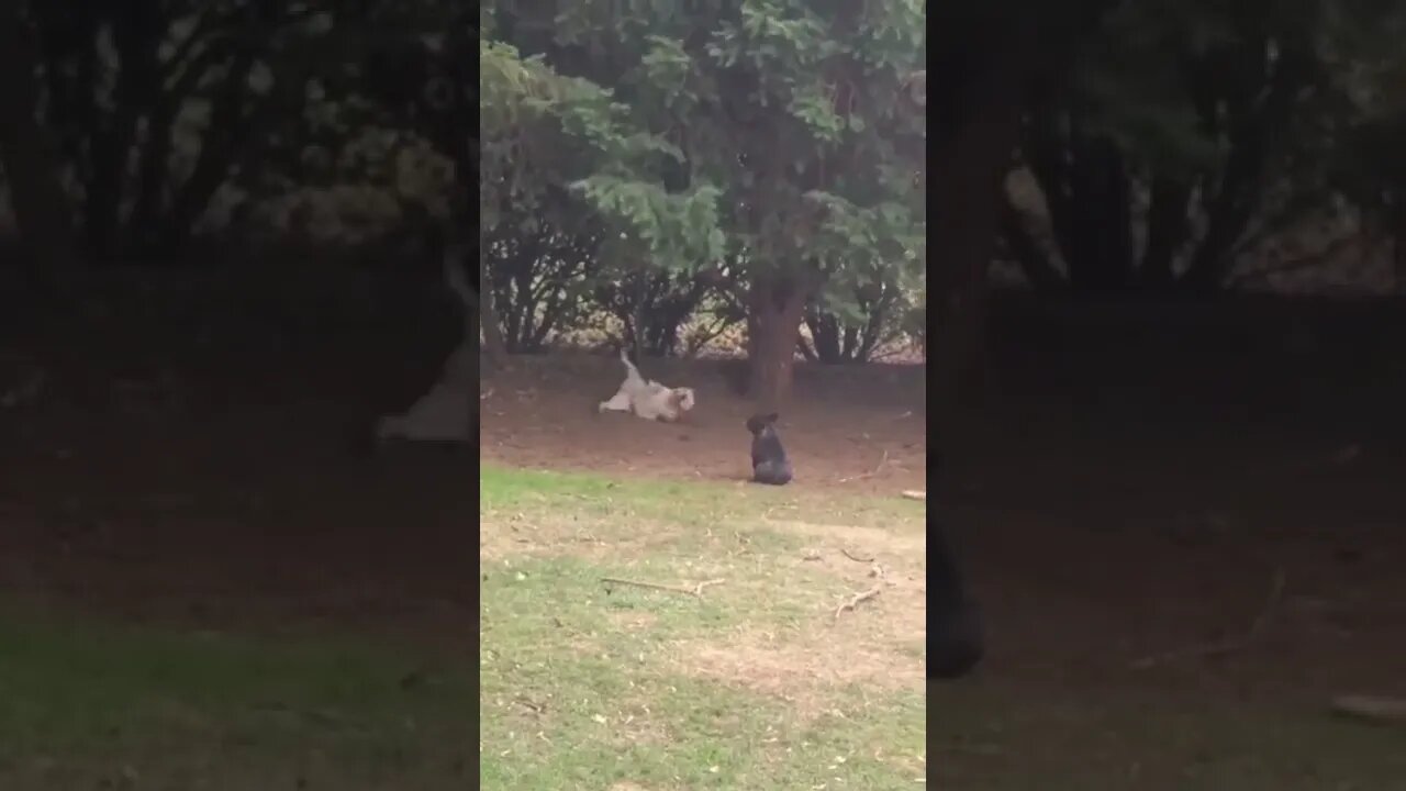 PERIPÉCIAS DOS DOGS 😅