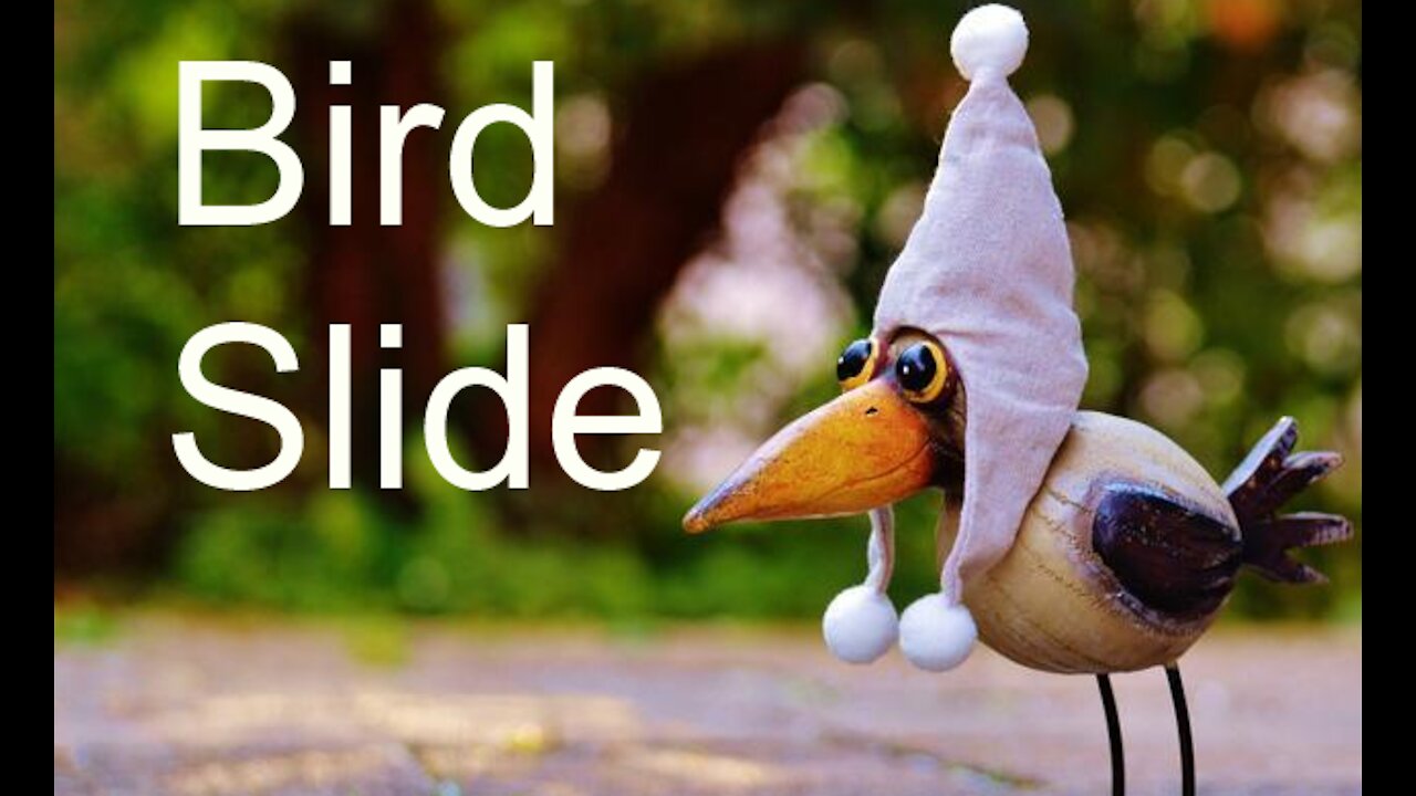 Bird Slide