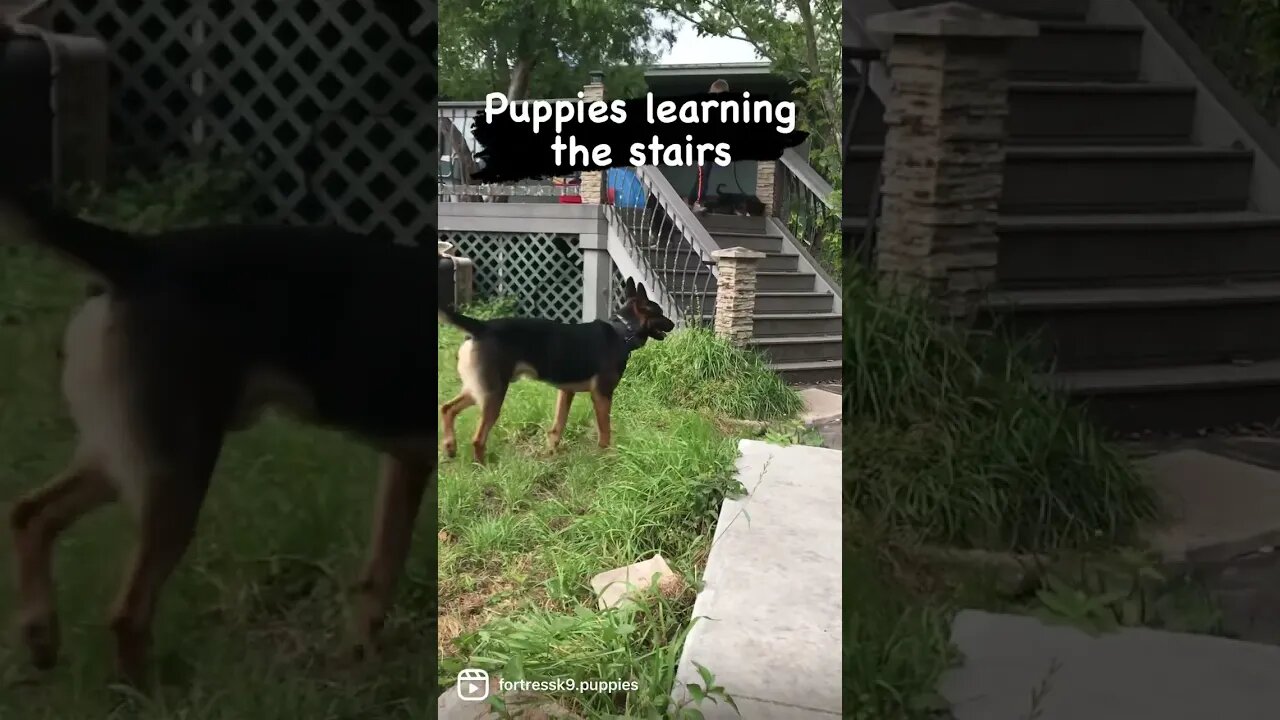 Letting puppies figure out their environment. #puppies #malinoislovers #dutchshepherdpuppy