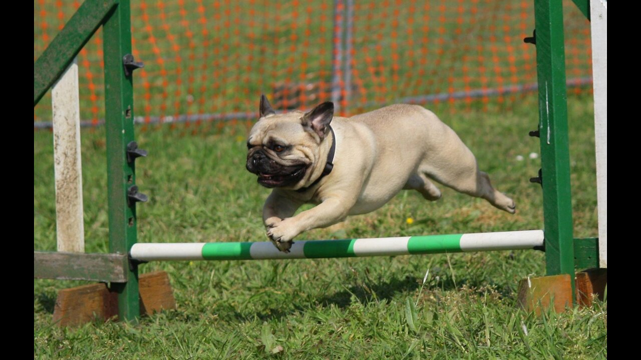 Golden Gate Park Dog Training Short Video 2021