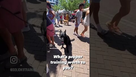 Dog training for public access is powerful