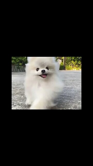 Watch This Puppy Do the Most Adorable Thing EVER!