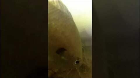 Bluegill Eats Worm