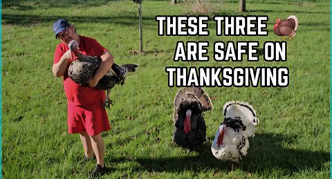 These 3 🦃 Are Safe for Thanksgiving