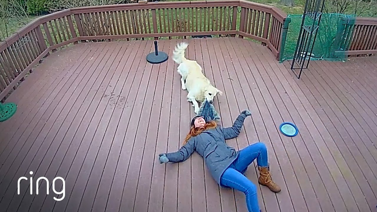 Dog Mistakes Furry Hood For a Owner Around The Backyard RingTV