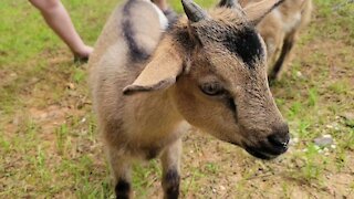 Afternoon with the goats