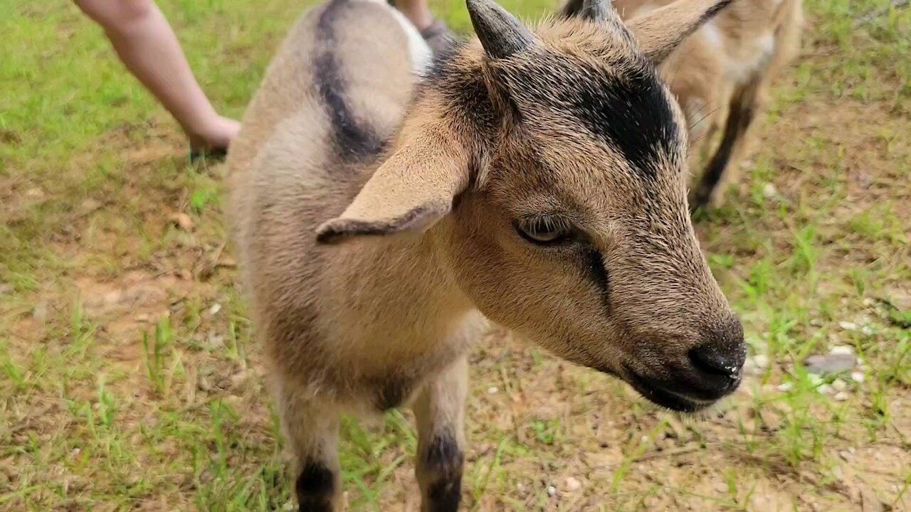 Afternoon with the goats