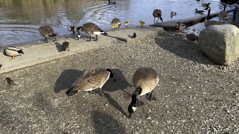 canada goose