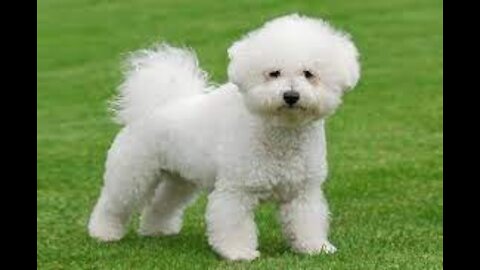 How to bathe the dog with useful tips