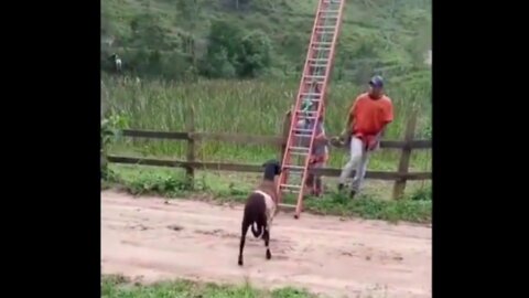 Tente não rir com esse vídeo top engraçado