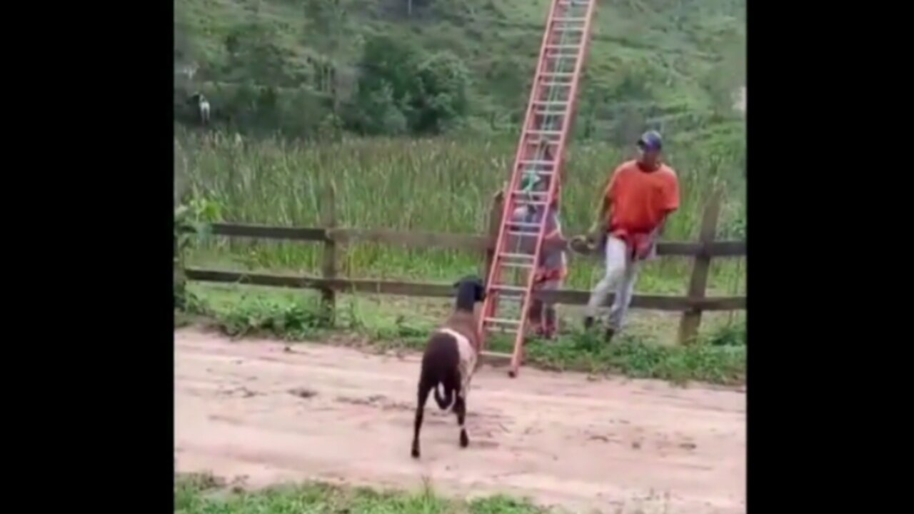 Tente não rir com esse vídeo top engraçado