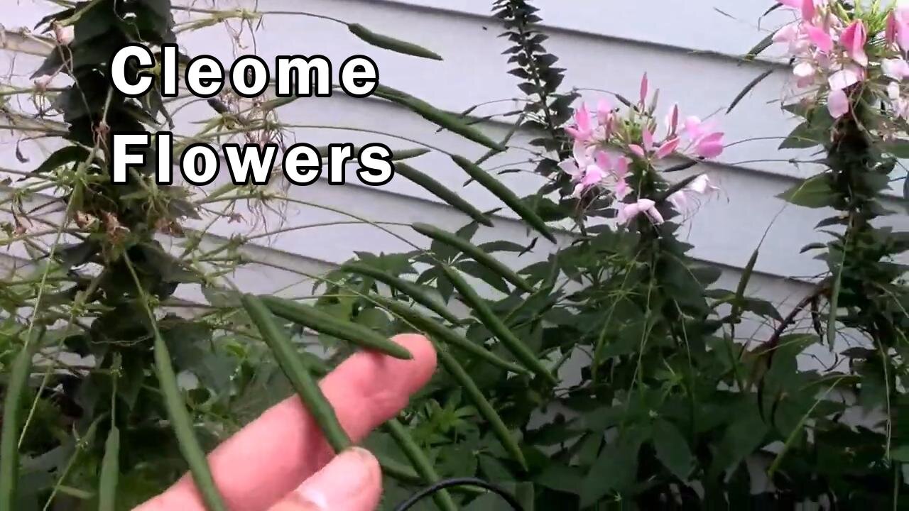 Cleome Flowers in Bloom. AKA Spider Flower.