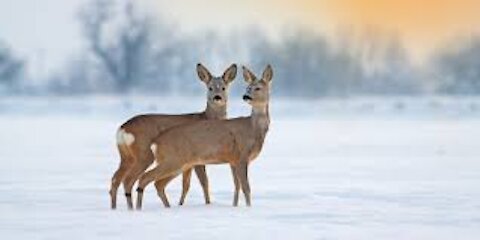 roe deer eat apples in winter near my house