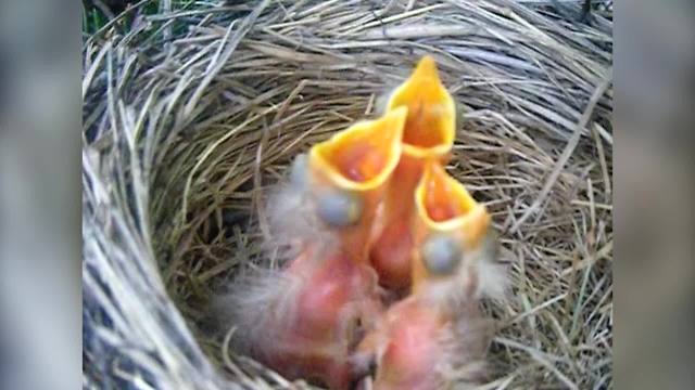 "Baby Birds Hold Their Beaks Open When They Hear Music"