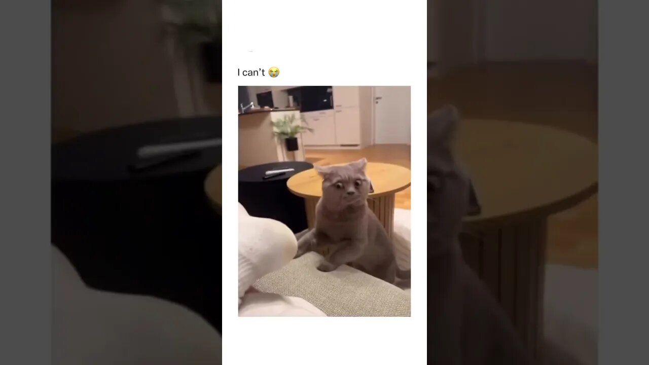 Cute Funny Cat - 91 #shorts #funny #animals