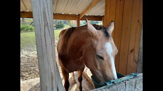 Lunging a 3 year old horse Bentley