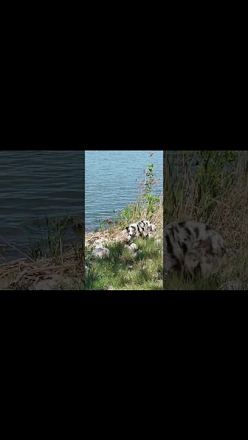 First time at the lake with Rúnica