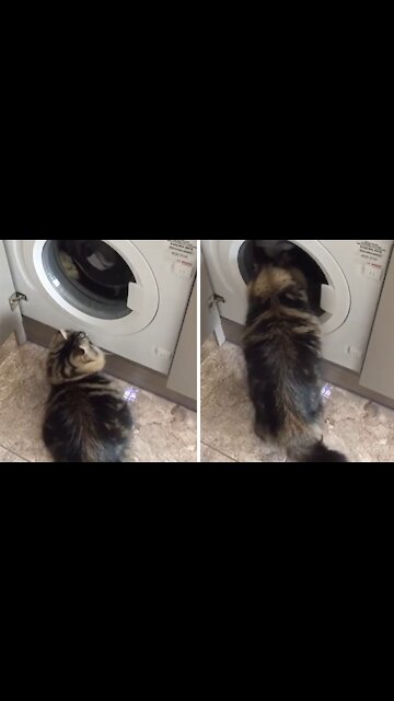 Cat's favorite activity is playing with the washing machine